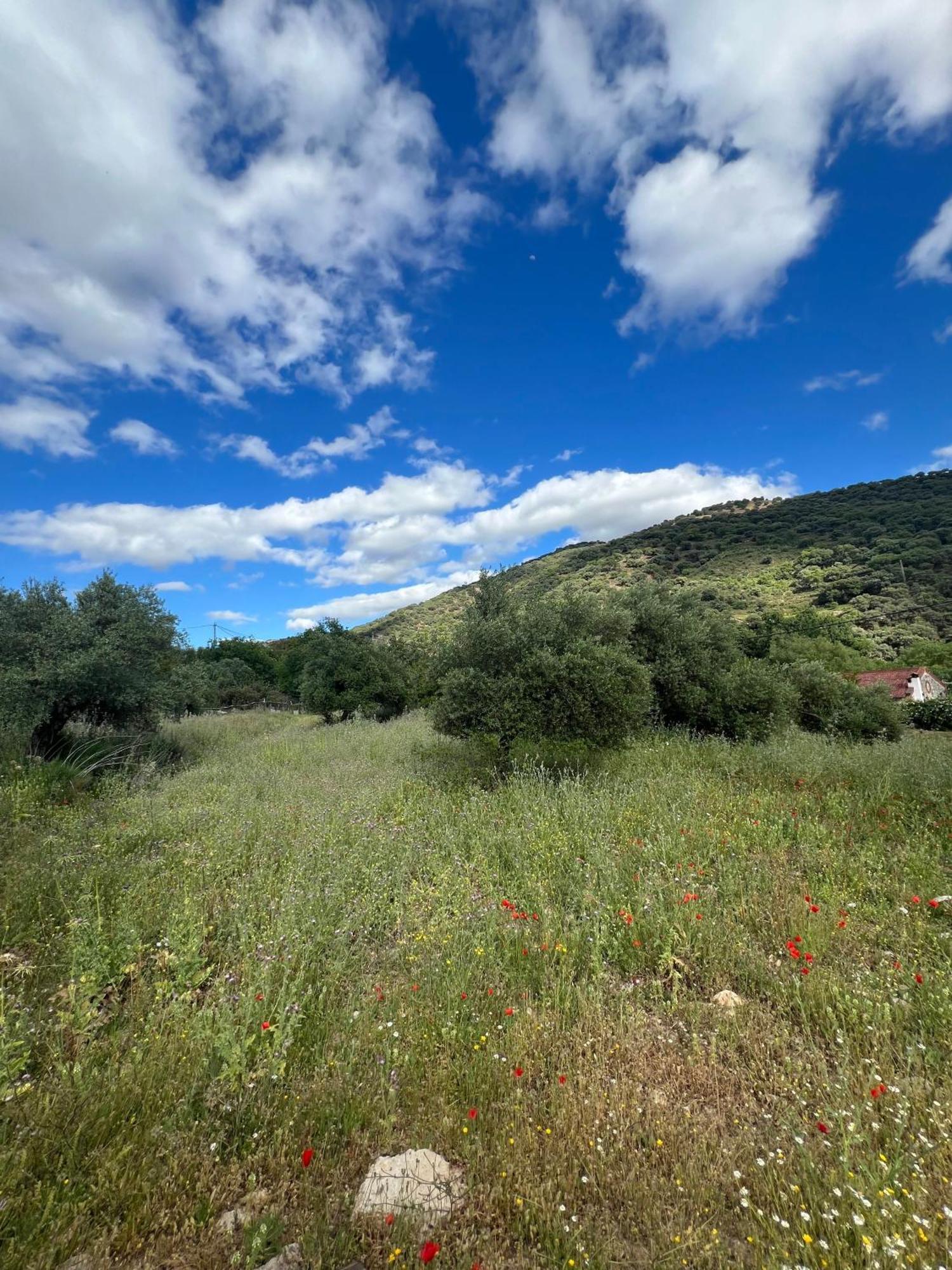 Casa Rural Las Rosas De Benaojan Bagian luar foto