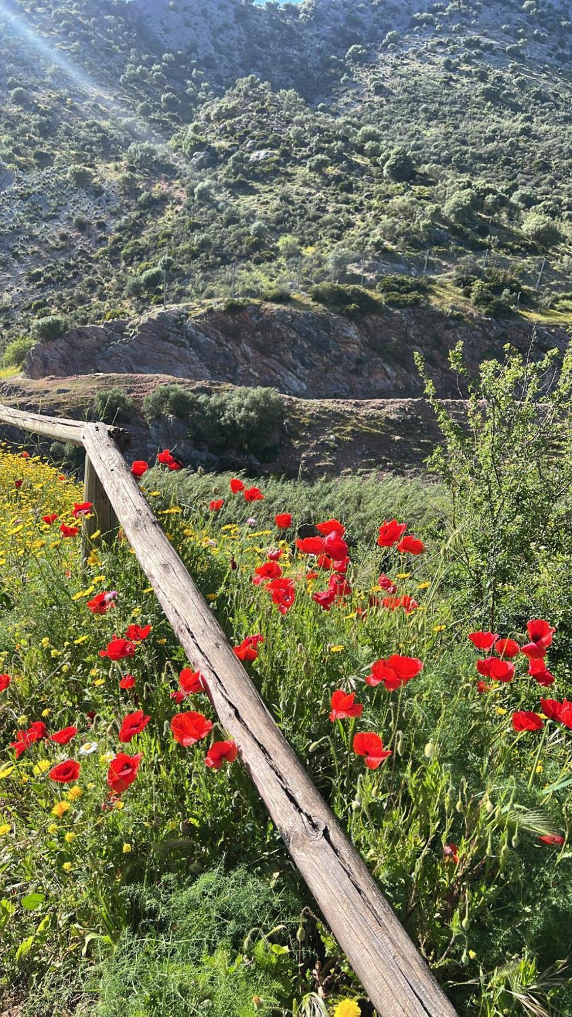 Casa Rural Las Rosas De Benaojan Bagian luar foto